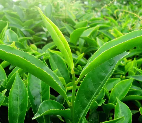 Green Tea Leaf